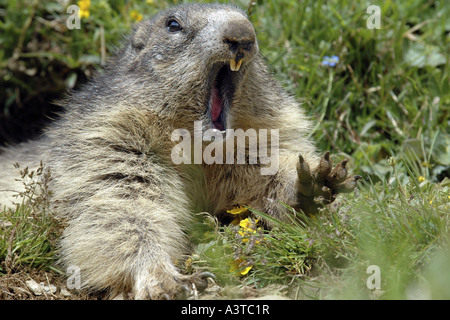 Alpine marmotta (Marmota marmota), sbadigli, Austria, Hohe Tauern NP Foto Stock