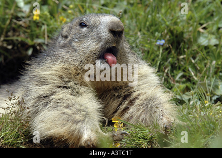 Alpine marmotta (Marmota marmota), sbadigli, Austria, Hohe Tauern NP Foto Stock