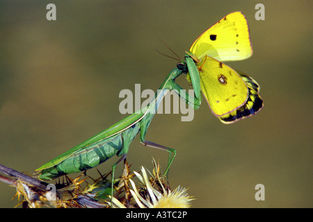 Unione depredavano mantis (mantide religiosa), alimentando il butterfly Foto Stock