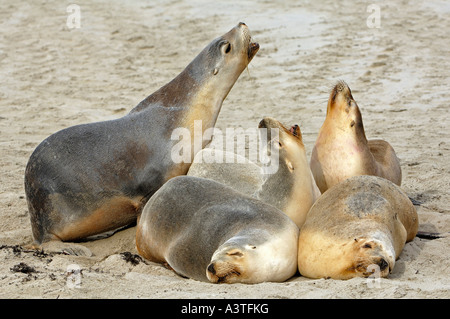 Australia sealion, Neophoca cinerea, Kangaroo Island, southaustralia, australia Foto Stock