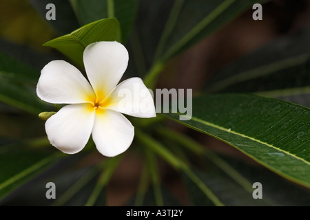 Il Frangipani bianco (Plumeria Alba), Bali, Indonesia Foto Stock