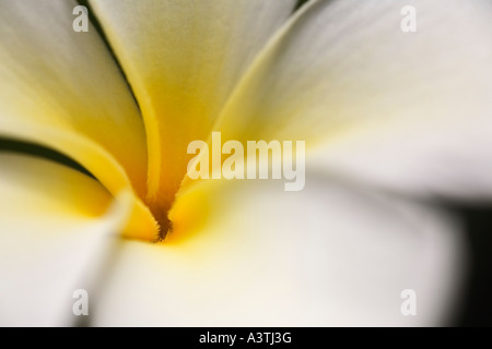 Il Frangipani bianco (Plumeria Alba), Bali, Indonesia Foto Stock