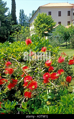 Callistemon o uno scovolino in fiore nel giardino del monastero Visovac sul Parco Nazionale di Krka Croazia Balcani Europa UE Foto Stock