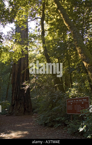 California Big Basin Redwoods State Park Redwood Sentiero Albero camino Foto Stock