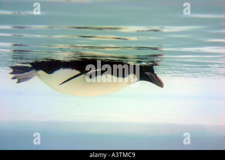 Pinguino nuoto sott'acqua Antartide Cape Crozier pinguino imperatore pinguini imperatore Ross Ice Shelf Isola Ross animale Foto Stock