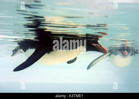 Pinguino nuoto sott'acqua Antartide Cape Crozier pinguino imperatore pinguini imperatore Ross Ice Shelf Isola Ross animale Foto Stock