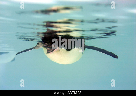 Pinguino nuoto sott'acqua Antartide Cape Crozier pinguino imperatore pinguini imperatore Ross Ice Shelf Isola Ross animale Foto Stock