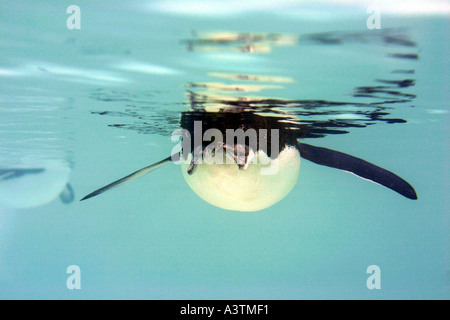 Pinguino nuoto sott'acqua Antartide Cape Crozier pinguino imperatore pinguini imperatore Ross Ice Shelf Isola Ross animale Foto Stock