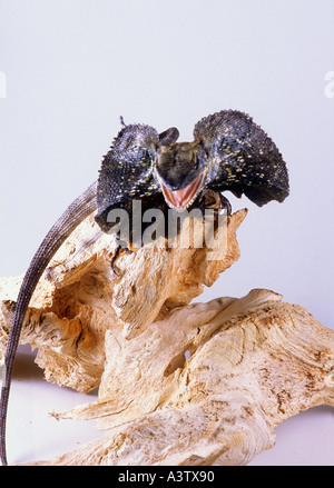 Frilled Lizard Chlamydosaurus kingii con balza sollevato Foto Stock