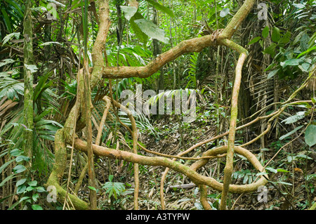 Panama, Parco Nazionale del Darién, area di Cana, annodato liane nella foresta pluviale, Darien deserto Foto Stock