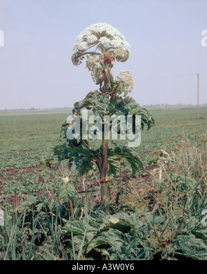 Giant Hogweed Heracleum mantegazzianum inizio fase di fioritura Foto Stock