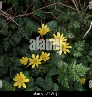 Minore celandina (ficaria verna) matura pianta in fiore all'inizio della primavera Foto Stock