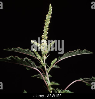Lo spagnolo calulu Amaranthus dubius flower spike Foto Stock