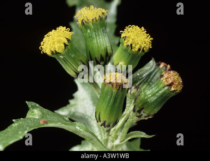 Groundsel Senecio vulgaris in fiore Foto Stock