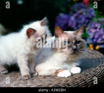 Ragdoll Foto Stock