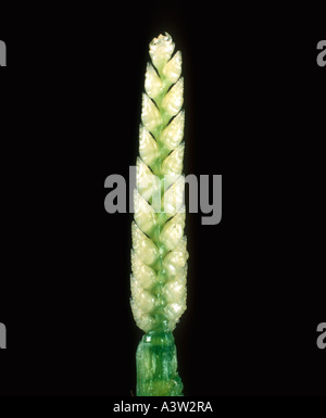 Orecchio embrione di grano esposta da un gambo di grano Foto Stock