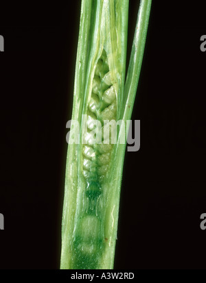 Orecchio embrione di grano esposto con un gambo di grano Foto Stock