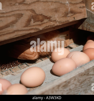 Uova sul trasportatore di cui da free range galline nella posa di scatole in una casa sono ' appollaiati Foto Stock