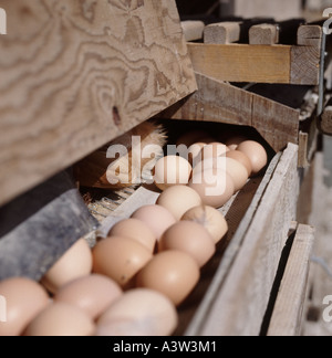 Uova sul trasportatore di cui da free range galline Gallus spp in posa sono ' appollaiati case Foto Stock