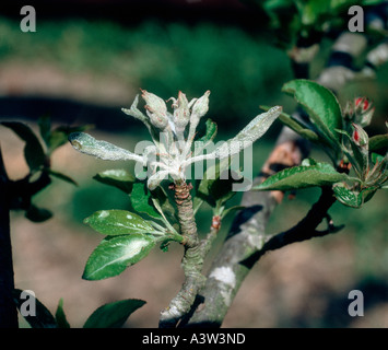 Oidio Podosphaera leucotricha infezione primaria su apple boccioli di fiori Foto Stock