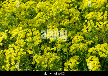 Cestello strisciante-di-oro Foto Stock