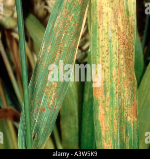 Foglia di frumento o marrone ruggine Puccinia triticina (confronti di Recondita) infezione su foglie di grano Foto Stock