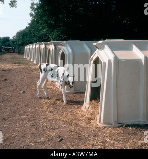 Holstein calf in piedi al di fuori di una fila di calf hutches Foto Stock