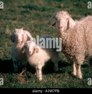 Angora doe capra con la sua twin kids sull'erba dei pascoli in primavera Foto Stock