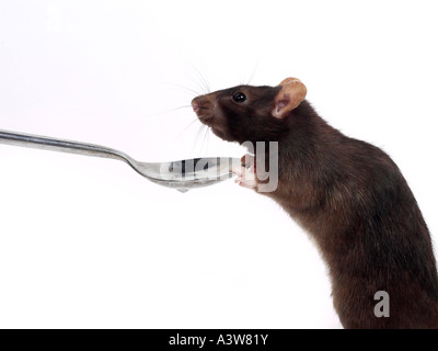 Un ratto addomesticati tenuta su di un cucchiaino. Foto Stock