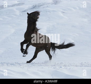 Islandese di pura razza cavallo, Islanda Foto Stock