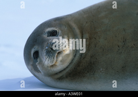 Guarnizione di WEDDELL (Leptonychotes weddelli) appoggiato sul ghiaccio del Mare di Ross Antartide Foto Stock