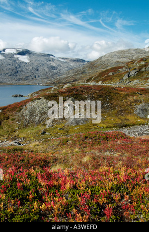 Lichene Rosso intorno al lago di Djupvatnet vicino Dalsnibba More og Romsdal Norvegia EU Europe Foto Stock