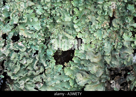 Licheni crescono sugli alberi vicino la consistenza Foto Stock