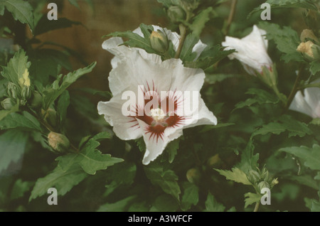Hibiscus syriacus Malvaceae cuore rosso Foto Stock