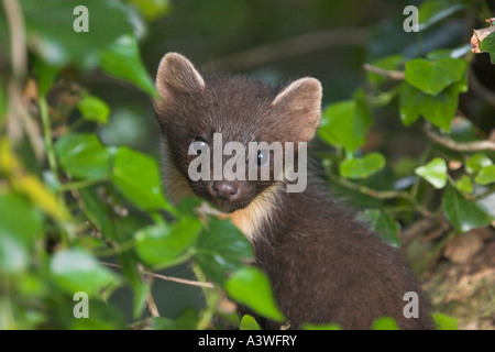 Martora Martes martes capretti Inverness Shire Highland Regno Unito Foto Stock