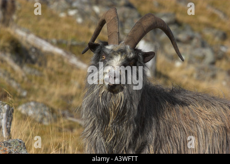 Feral capra Capra hircus maschio Inverness Shire Highland Scotland Regno Unito Foto Stock