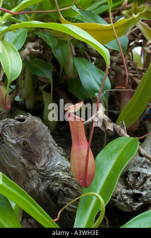 Piante insettivore: Nepenthes coccinea Foto Stock