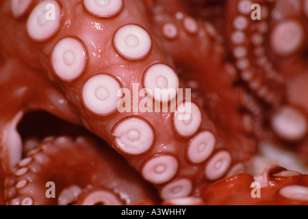 Pesce da vicino. Tentacolo di polpo in vendita al mercato ittico di Tsukiji, il più grande mercato ittico all'ingrosso del mondo, Tsukiji, Tokyo. Foto Stock