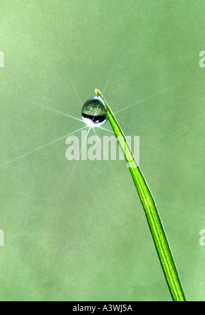 Goccia di rugiada sulla punta della lama di erba Foto Stock