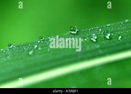 Dewdrops su striped foglia iris Foto Stock