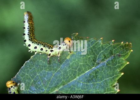Rose sawfly larva di mangiare una foglia di rose Foto Stock