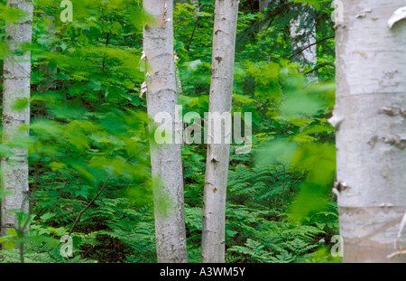 Bianco della foresta di betulla Pictured Rocks National Lakeshore, Grand Marais, Michigan. Foto Stock