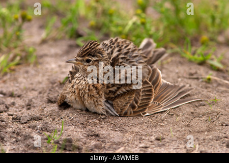 Allodola di balneazione di polvere Foto Stock