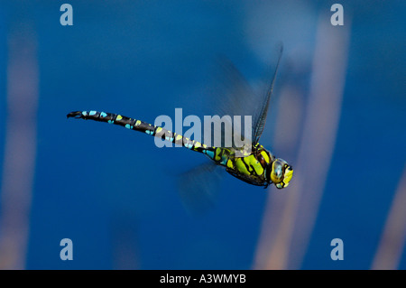 Southern Hawker (Aeshna cyanea) Dragonfly in volo Foto Stock