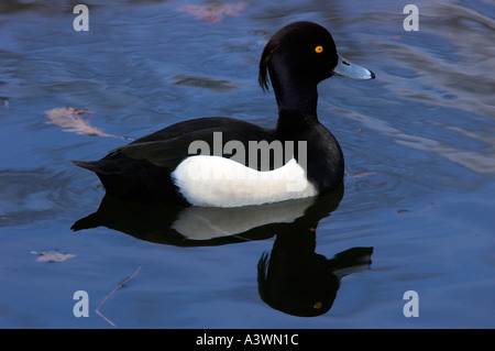 Un maschio di Moretta Aythya fuligula nuotare in un parco di Londra con un chiaro riflesso nell'acqua blu Foto Stock