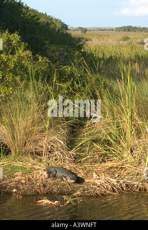 Un alligatore suns sulle rive di un canale in Everglades della Florida del Sud Foto Stock