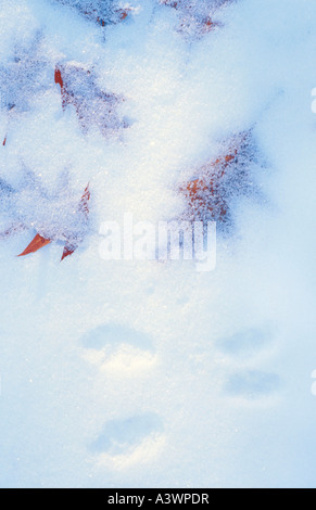 Foglie di quercia sotto una luce neve con tracce di scoiattolo vicino a Harlow lago nel fiume ESCANABA la foresta di stato MARQUETTE MICHIGAN Foto Stock