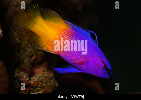 Royal Gramma o Fairy Basslet Gramma Loreto dei Caraibi Foto Stock