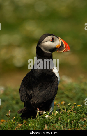 Puffin Fratercula arctica Pembrokeshire Wales Regno Unito Foto Stock