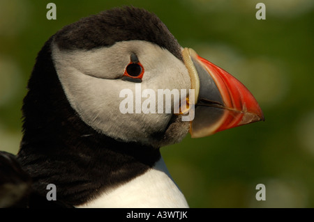 Puffin Fratercula arctica Pembrokeshire Wales Regno Unito Foto Stock